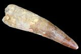Bargain, Real Spinosaurus Tooth - Composite Tip #105689-1